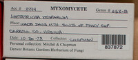 Metatrichia vesparium image